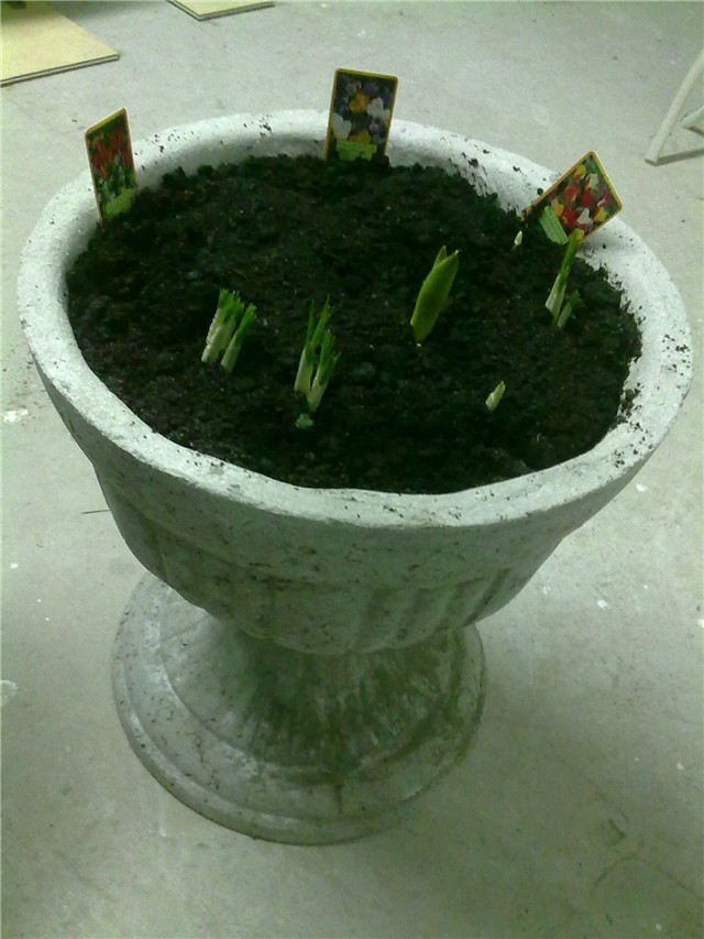 tulipani i šafrani